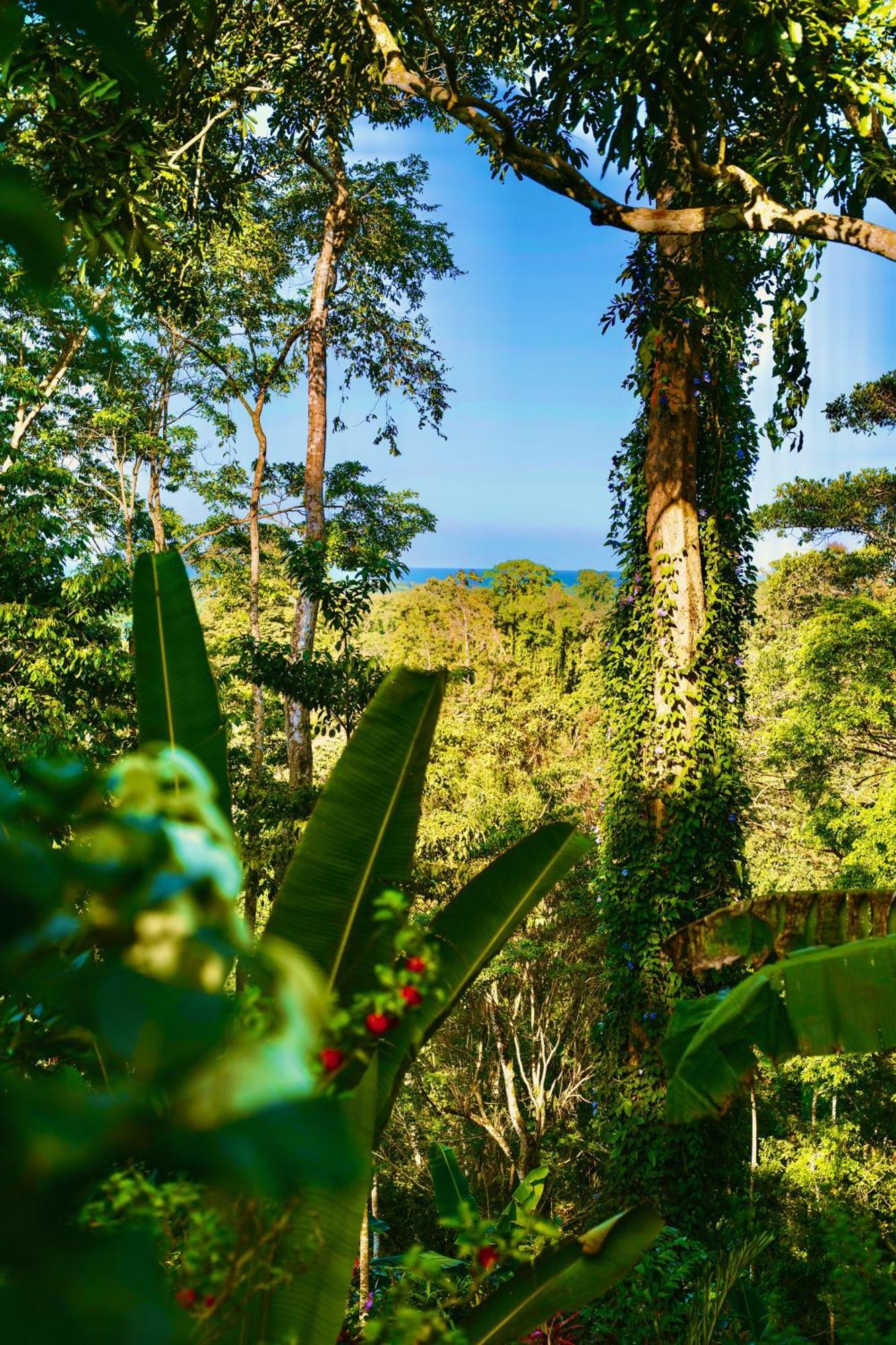 Jungle Spirit Treehouse Villa Cahuita Eksteriør bilde