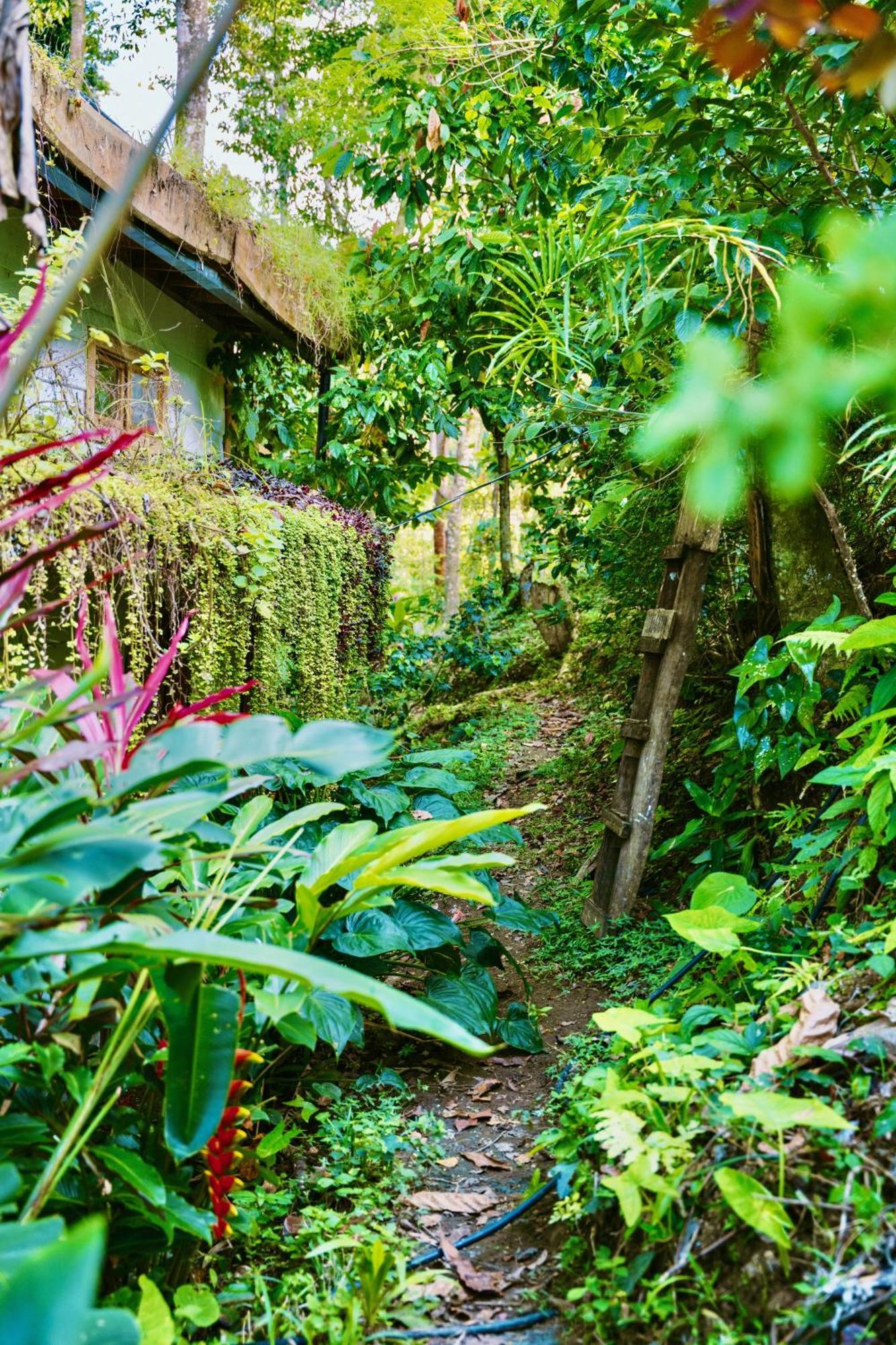 Jungle Spirit Treehouse Villa Cahuita Eksteriør bilde