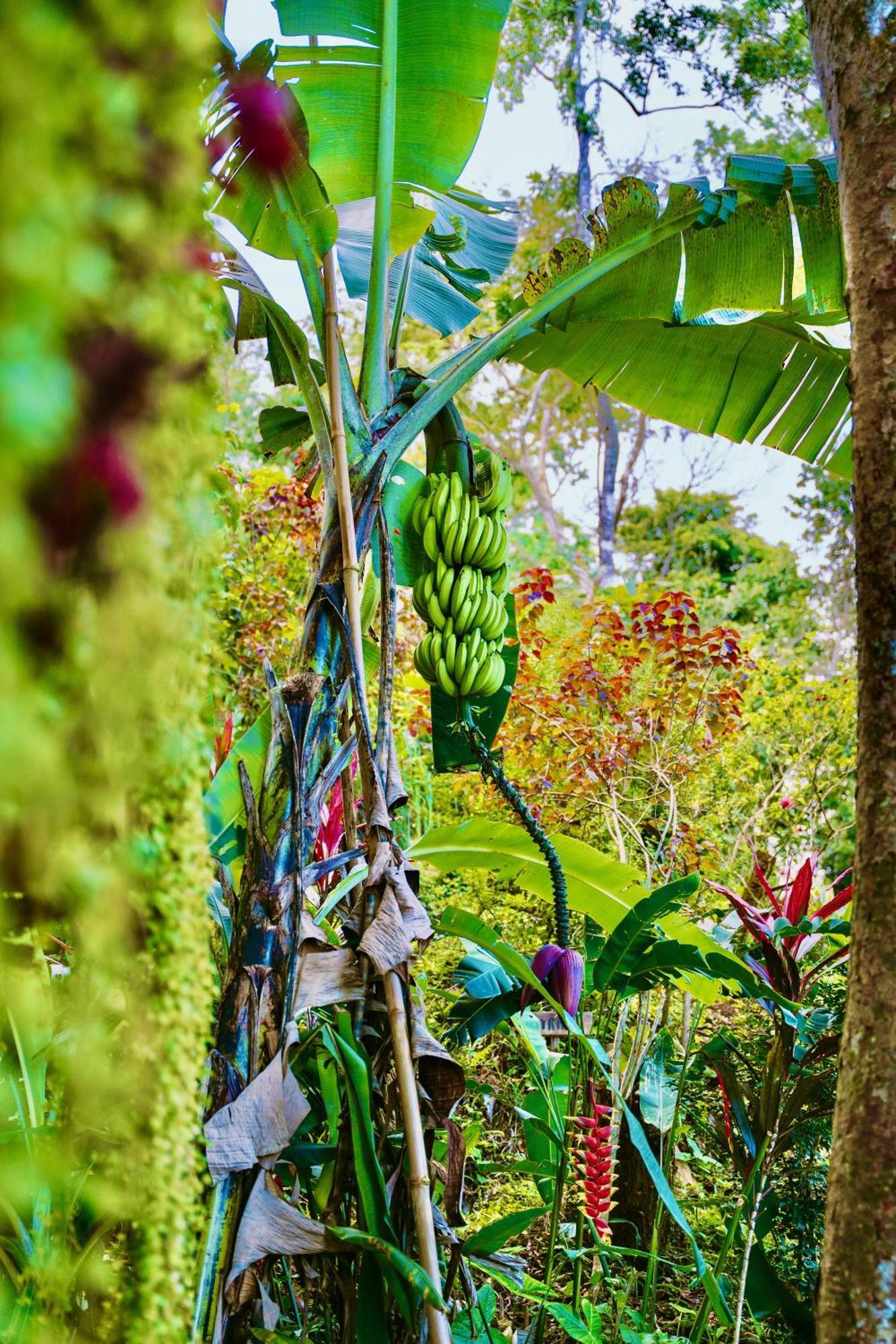Jungle Spirit Treehouse Villa Cahuita Eksteriør bilde