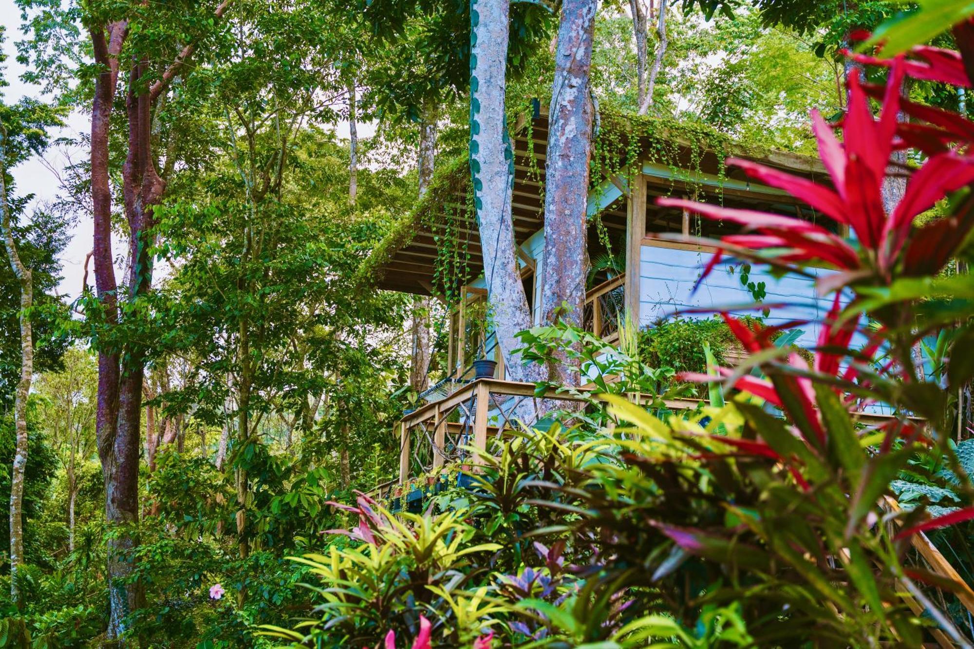 Jungle Spirit Treehouse Villa Cahuita Eksteriør bilde